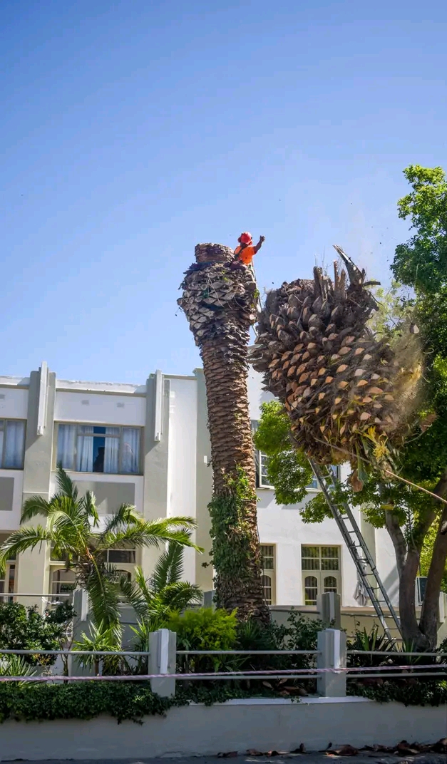 Cape tree services cape tree services
are you looking in Barrydale