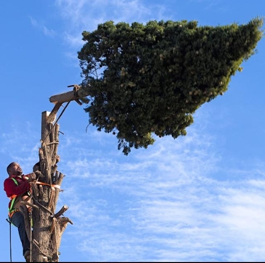 Cape tree services cape tree services
are you looking   in Swellendam