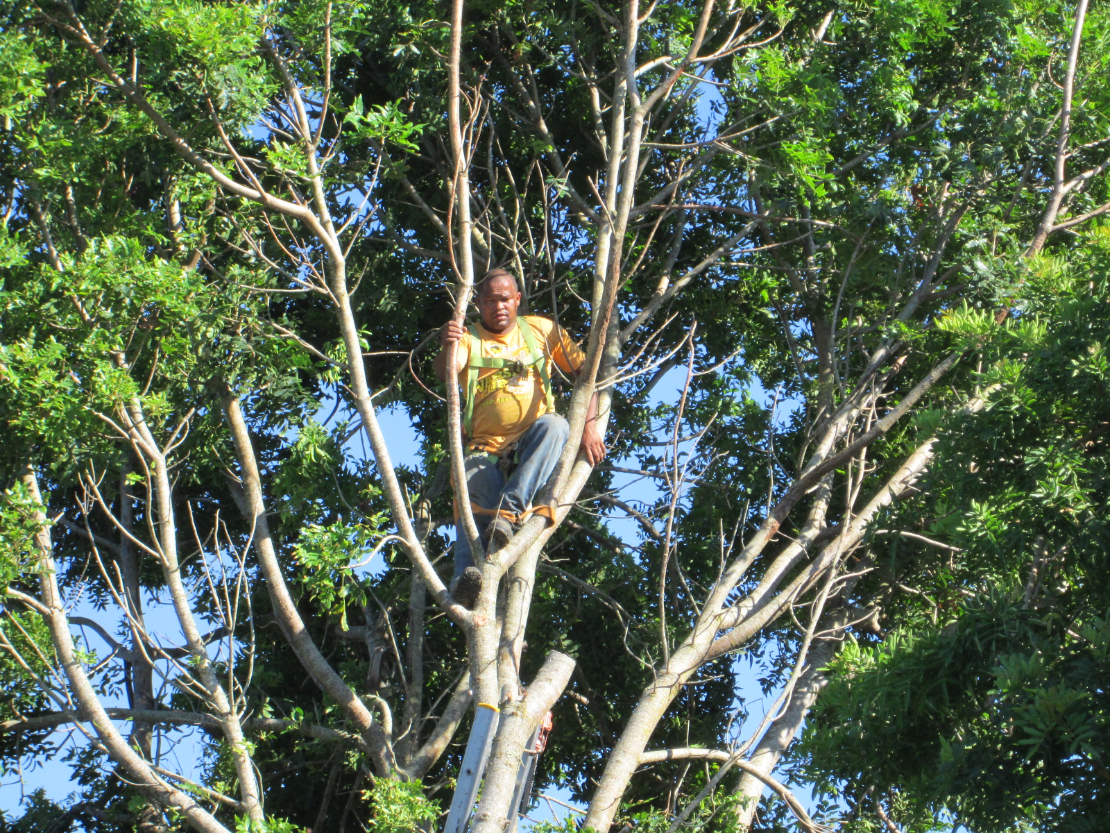 Cape tree services cape tree services
are you looking   in Swellendam