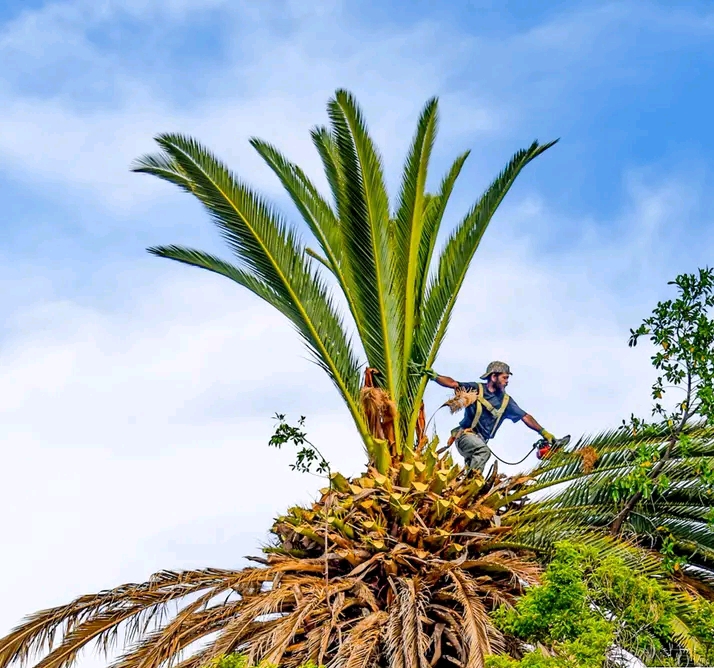 Cape tree services cape tree services
are you looking in Barrydale
