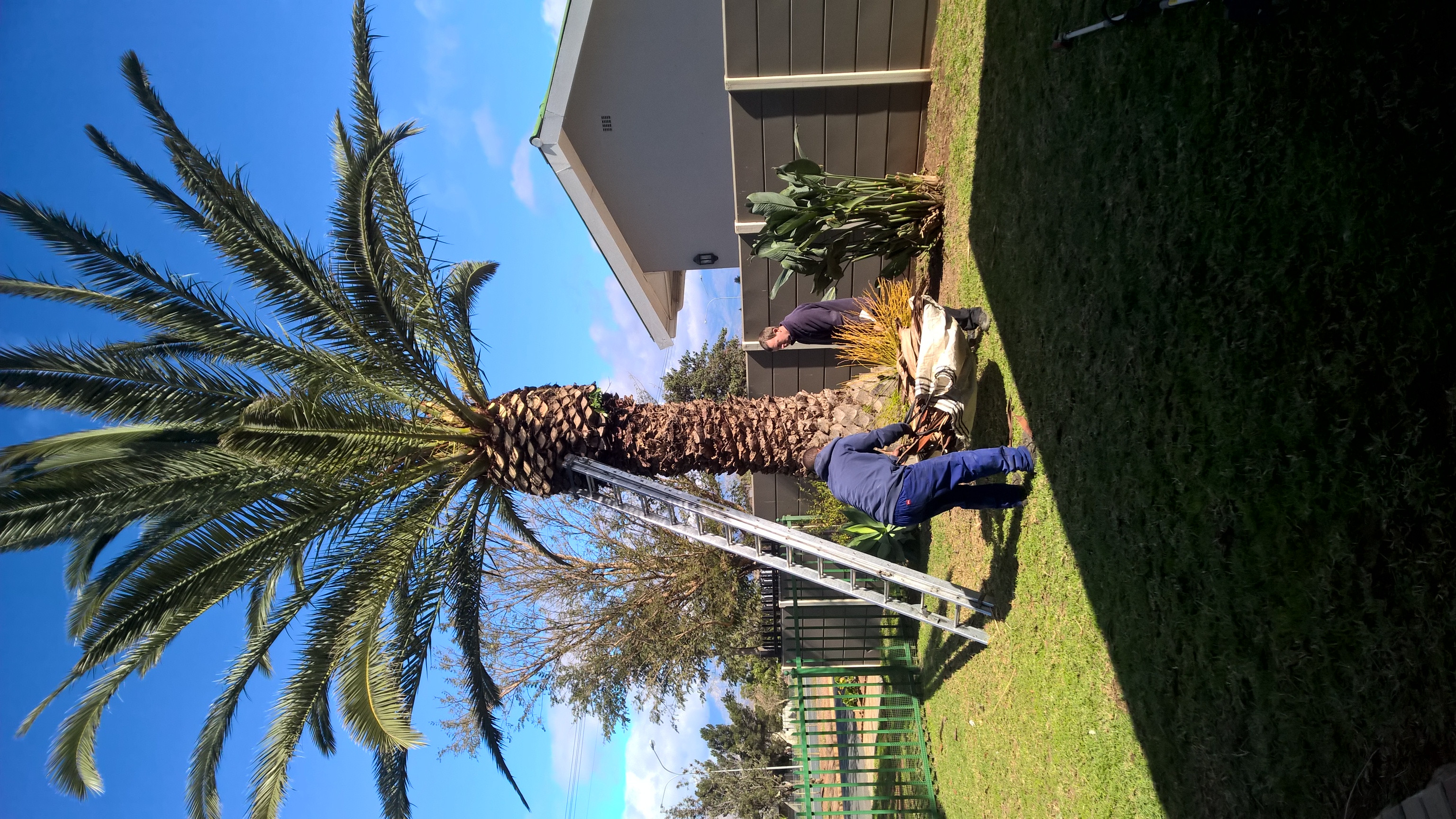 Cape tree services cape tree services
are you looking   in Swellendam